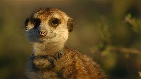 Watch Meerkat Manor | Prime Video