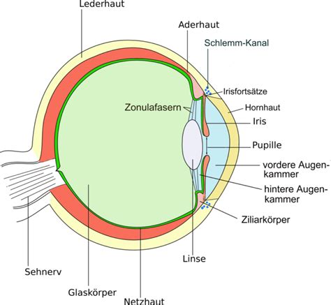 Bestandteile Und Aufbau Des Auges Teil 1 Gesundheitsoptik