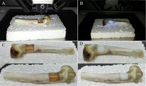 Process Of 3d Bioprinting And Photopolymerization On Bone Defect Due Download Scientific