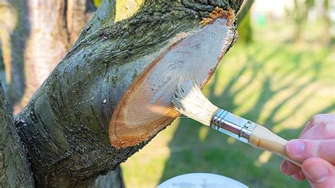 Debunking The Gardening Myth Why You Don T Need To Paint Pruned Trees