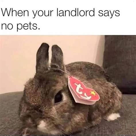 The Best Landlord Memes Memedroid