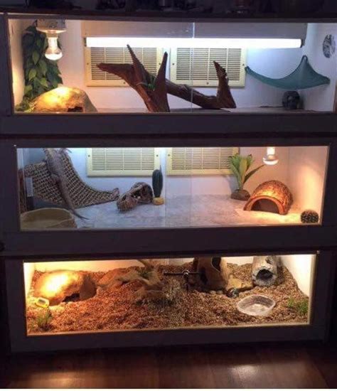 What Plants Are Good For Bearded Dragon Enclosure At Sasha Capps Blog