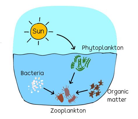 plankton considered   food chain infoupdateorg
