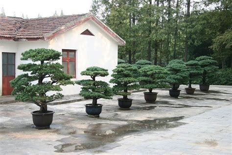 Shanghai Botanical Garden - Alchetron, the free social encyclopedia