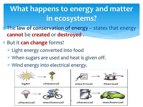 Ppt Unit Lesson Energy And Matter In Ecosystems Powerpoint