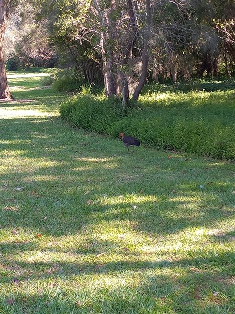 Australian Brushturkey From Carina Qld Australia On November