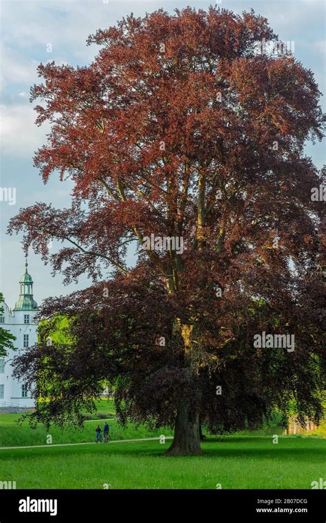 Copper Beech Fagus Sylvatica Var Purpurea Fagus Sylvatica