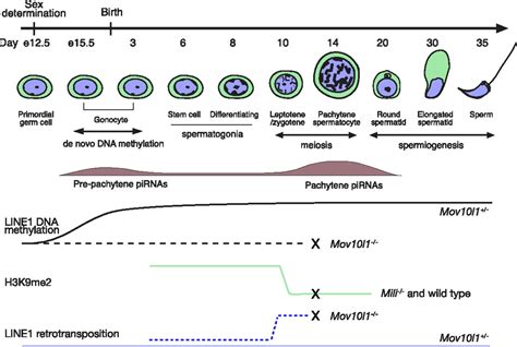 Tracking Line Retrotransposition In The Germline Pnas