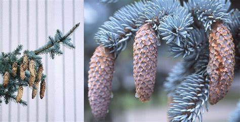 Picea pungens var. glauca | Landscape Plants | Oregon State University