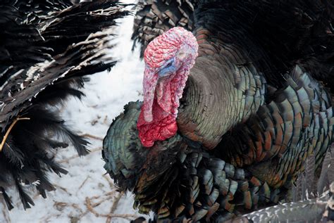 A Brief History of Heritage Turkeys – Heritage Foods