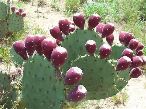 Nopal cactus plant