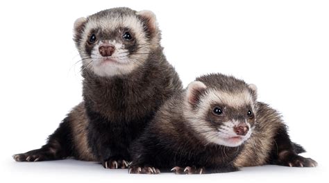 Veterinarian Partnerships | United Pet Care