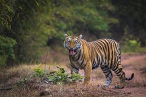 Archaeologists Have Recently Uncovered Several Archaeological Treasures From The Bandhavgarh