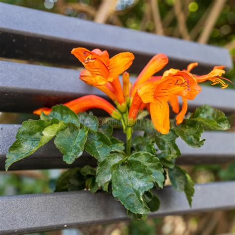 Campsis Commonly Known As Trumpet Creeper Or Trumpet Vine Stock Photo