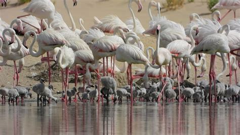 Al Wathba Is Now Home To 876 New Flamingo Chicks - Abu Dhabi Talking