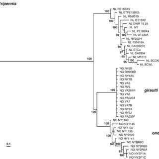 The MrBayes Tree Of The Concatenated Nuclear Data Set Comprising Of