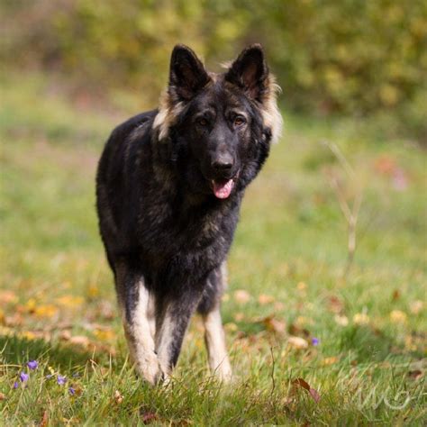 Chien Berger Allemand Poil Long Jivan Chaaya De La L Gende Du Loup Noir