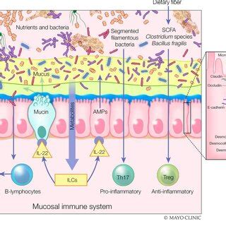 Components of intestinal barrier function. The gut lumen is where the ...