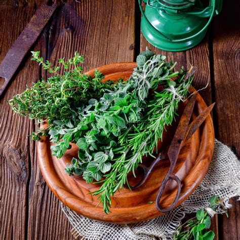 Herbal Collection Of Thymeoregano Rosemary Stock Photo Image Of