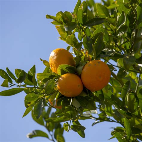 Washington Navel Orange Tree For Sale