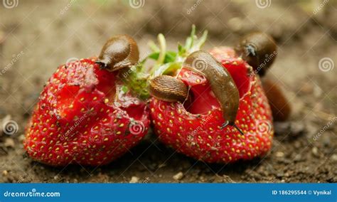 Spanish Slug Pest Arion Vulgaris Snail Parasitizes on Strawberry Moves ...