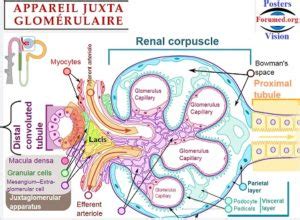 Physiologie Renale Anatomie Du Rein Nephron Equilibre Acido Basique