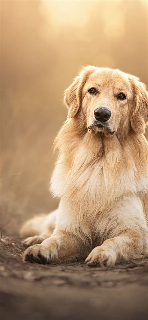 dog cries  favorite toy  missing animals world