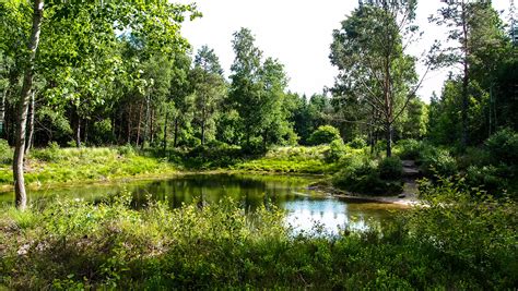 Kostenlose Foto Landschaft Baum Wasser Natur Wald Sumpf Wildnis