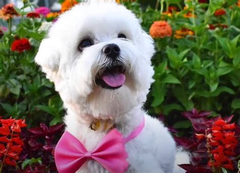 Unleash Joy: Discover the Vibrant Shih-Poo Breed