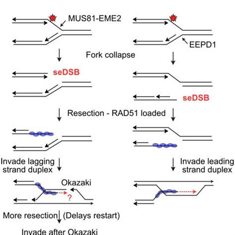 Replication Protein A Rpa Roles In Replication Stress Responses A