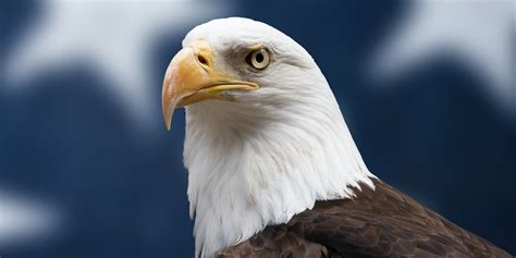 How Did the Bald Eagle Become America’s National Bird? | HISTORY