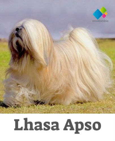 Lhasa Apso Razas De Perros Perro Sagrado Del Tibet Lhasa Apso