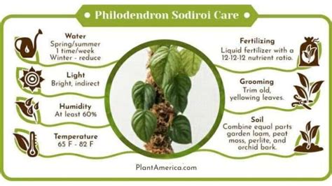 Philodendron Sodiroi Care Growing The Rare Silver Leaf Plant America