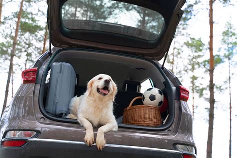 Consejos Para Viajar Con Perros En Coche En Verano