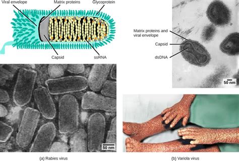 Viral Evolution Morphology And Classification Boundless Biology