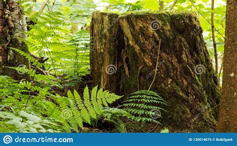 Tronco De Madeira Velho No Meio De Uma Floresta Temperada Imagem De