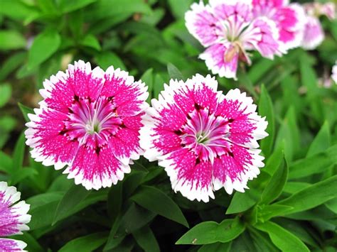 Dianthus Two Pink · Free photo on Pixabay