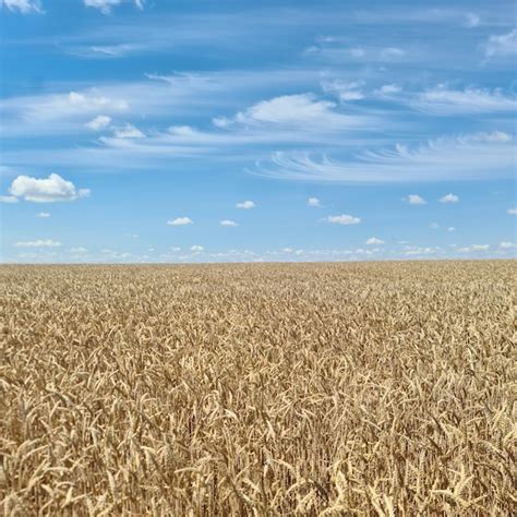 Un Campo De Trigo Bajo Un Cielo Azul Foto Premium