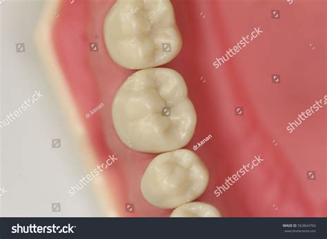 Occlusal View Lower Premolar Molar Teeth Stock Photo Edit Now 563844760