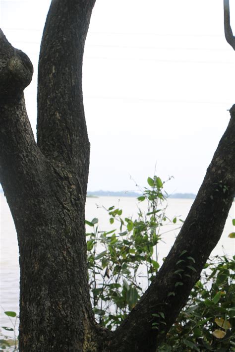 The rural areas of Bangladesh looked very beautiful during the floods ...