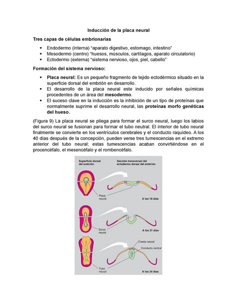 Resuemen Del Capitulo Induccion De La Placa Neural Inducci N De La