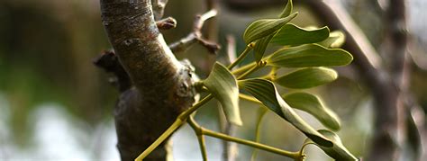 How To Grow Mistletoe Two Thirsty Gardeners