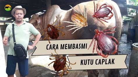 Cara Membasmi Kutu Caplak Sapi Youtube