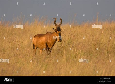 Rietvlei Nature Reserve Hi Res Stock Photography And Images Alamy