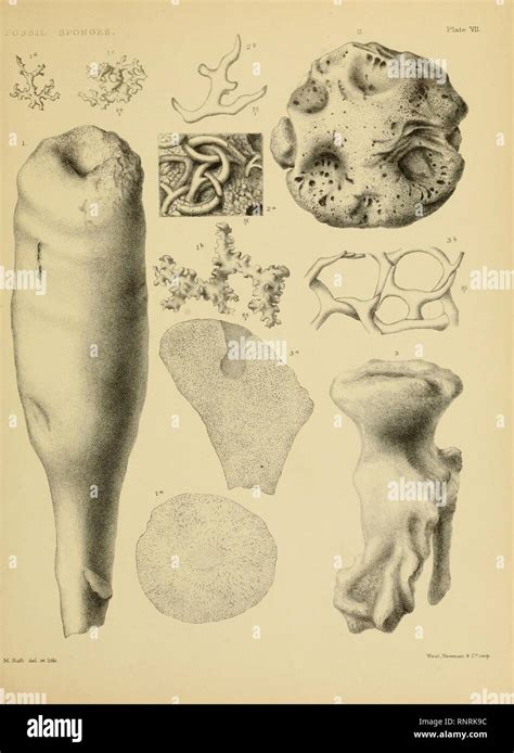 Catalogue Of The Fossil Sponges In The Geological Department Stock