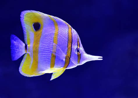 Marine Butterflyfish | Animal World