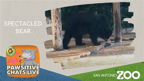 Spectacled Bear Youtube