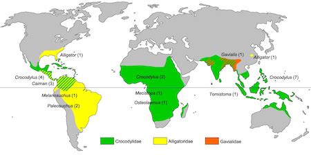 Geographic Distribution Of Species Overview Types Study