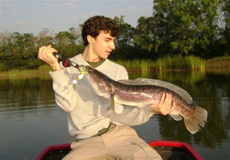 Favourite Snakehead Photos Review Megafishingthailand