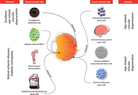 Ocular Stem Cells A Status Update Stem Cell Research And Therapy